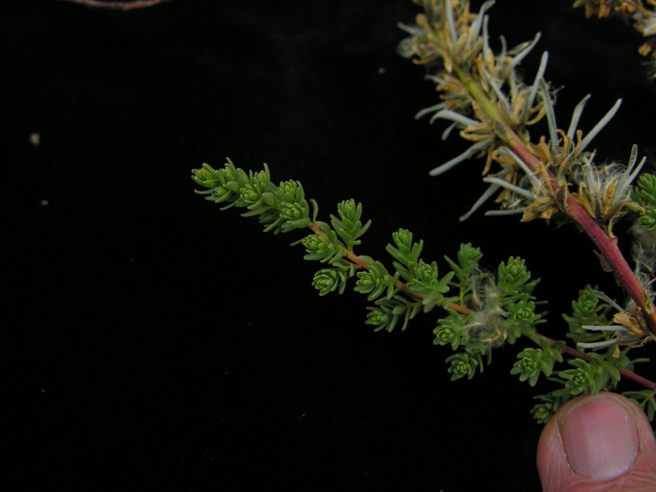 Myricaria rosea other