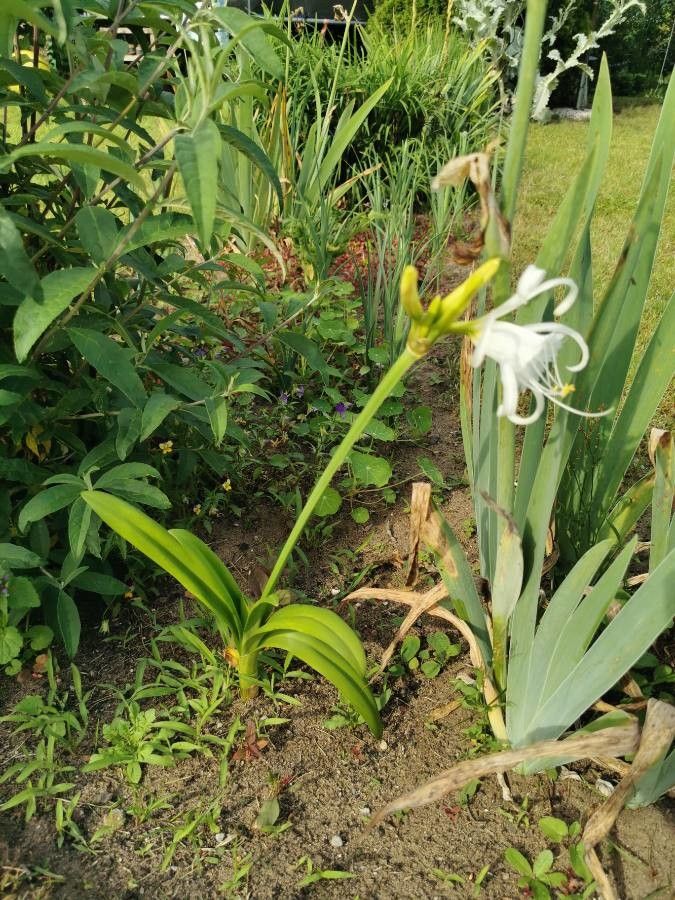 Hymenocallis liriosme habit