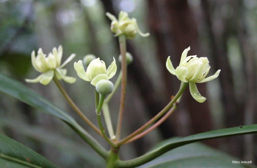 Zygogynum pancheri fruit