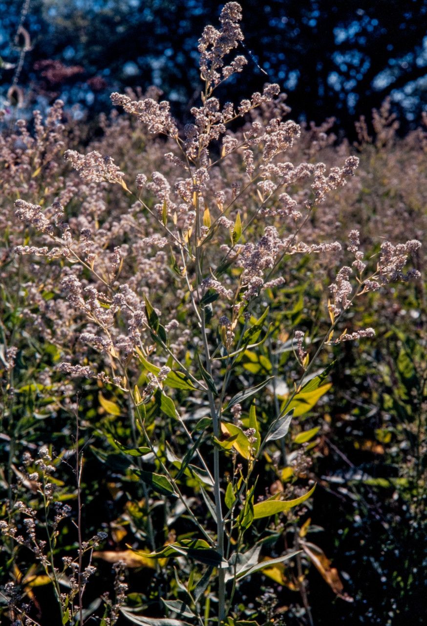 Lepidium latifolium flower
