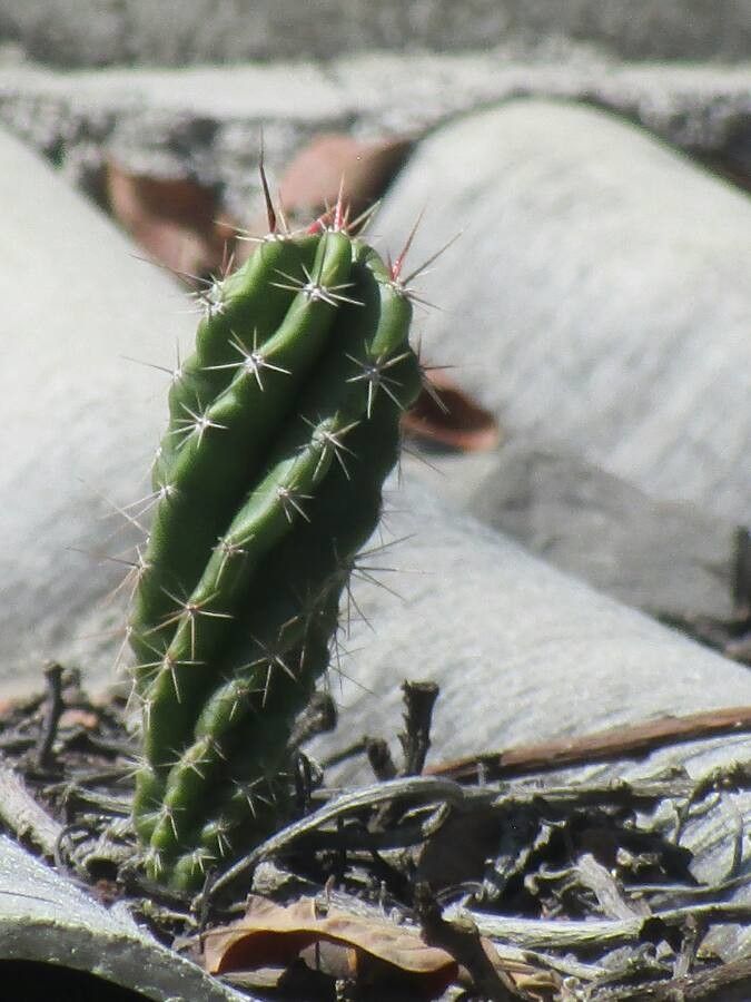 Stenocereus stellatus bark
