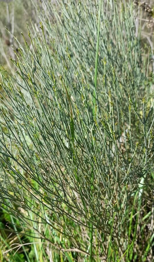 Baccharis notosergila habit