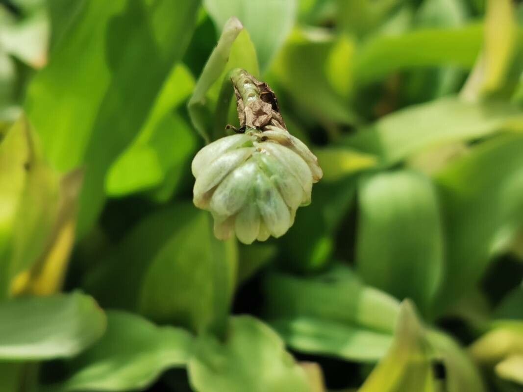 Murdannia loriformis flower