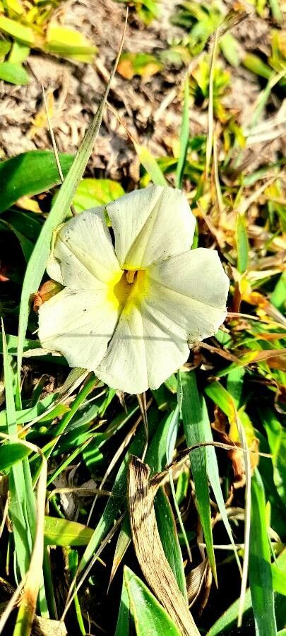 Ipomoea imperati flower