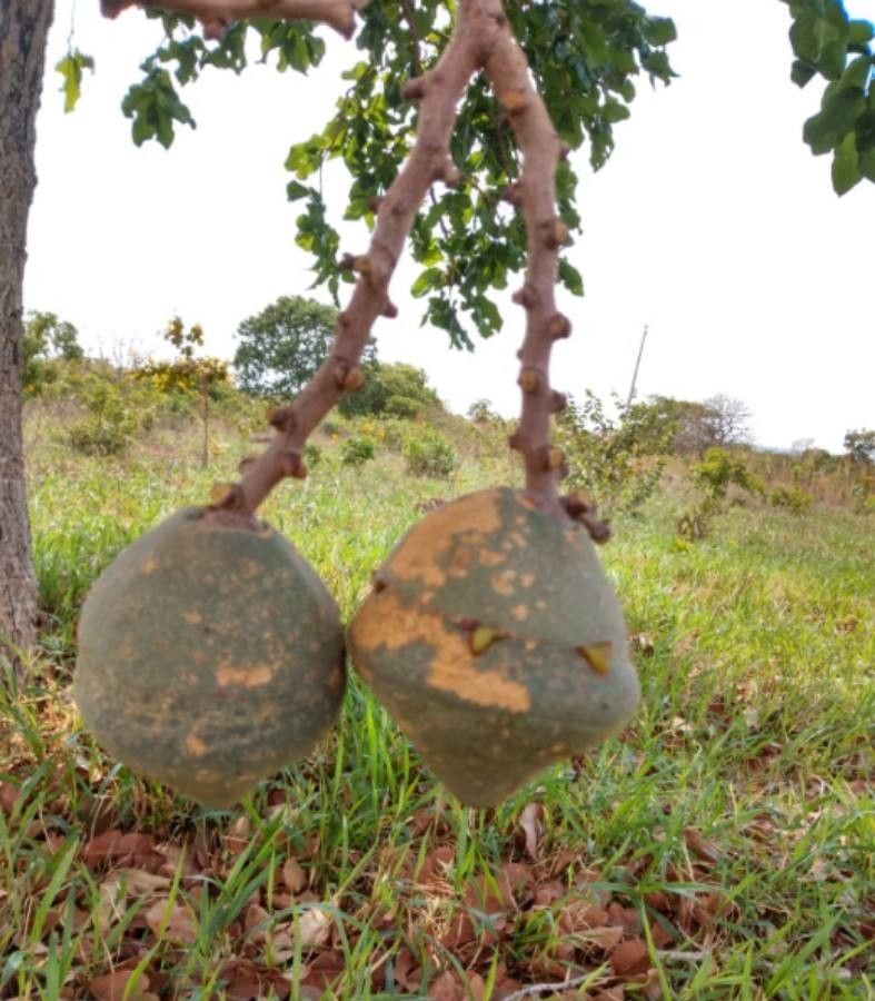 Eschweilera nana — houseplant care guide