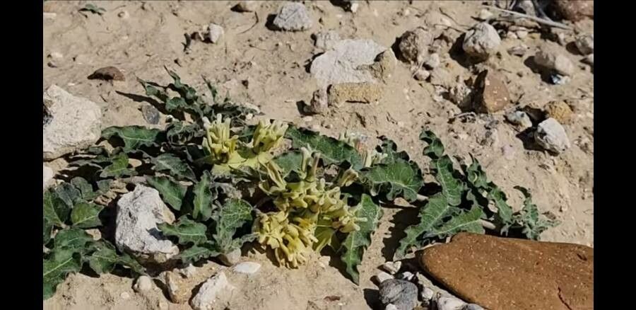 Asclepias prostrata flower