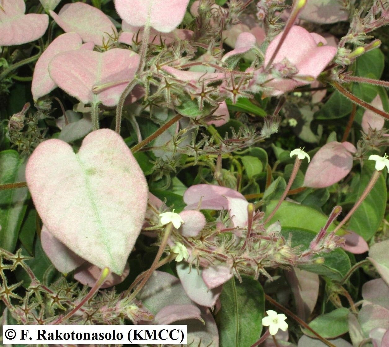 Paederia lanata — houseplant care guide