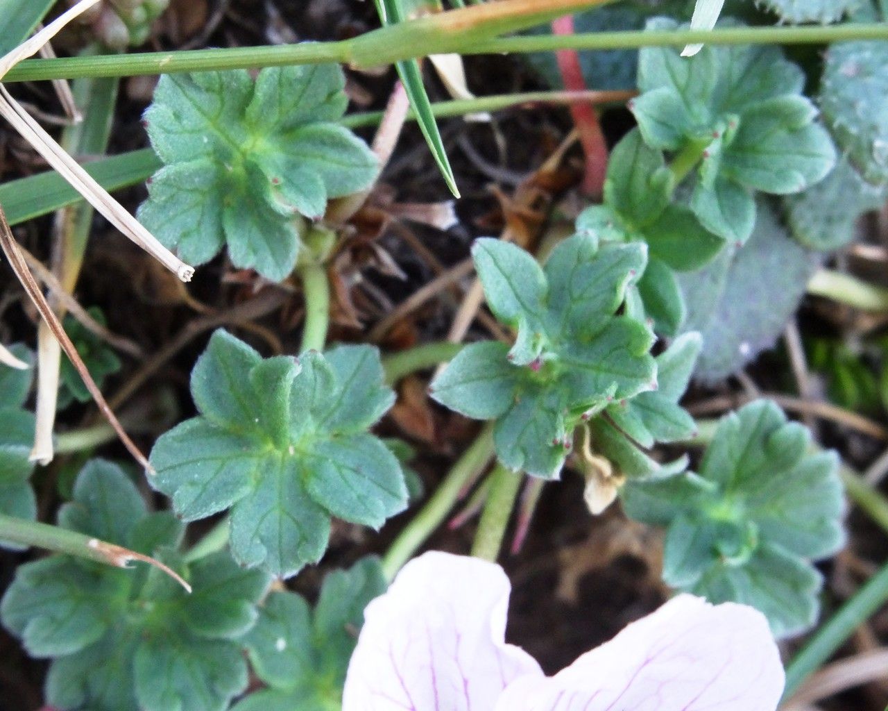 Geranium cinereum — search result for 'Geraniaceae'