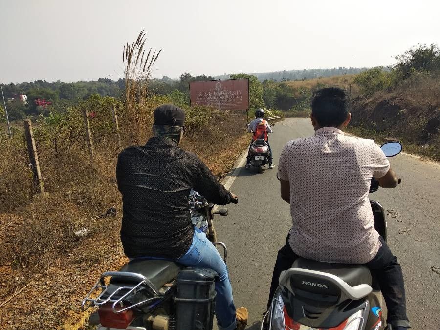 Phragmites mauritianus bark