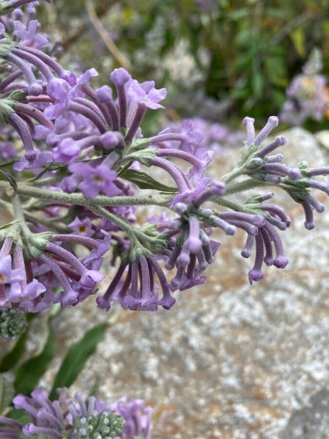 Buddleja salviifolia flower