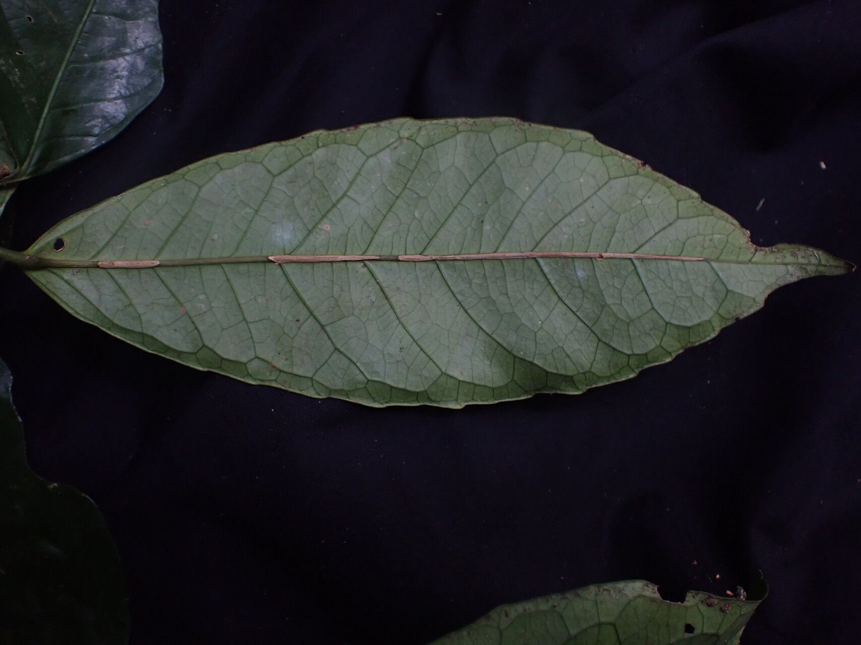 Rinorea oblongifolia other