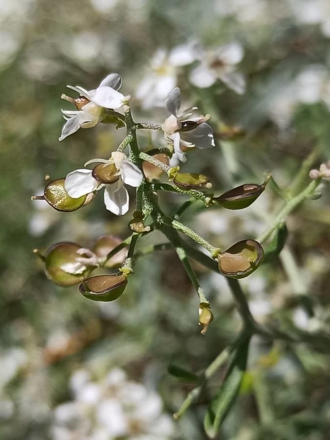 Hormathophylla lapeyrousiana fruit