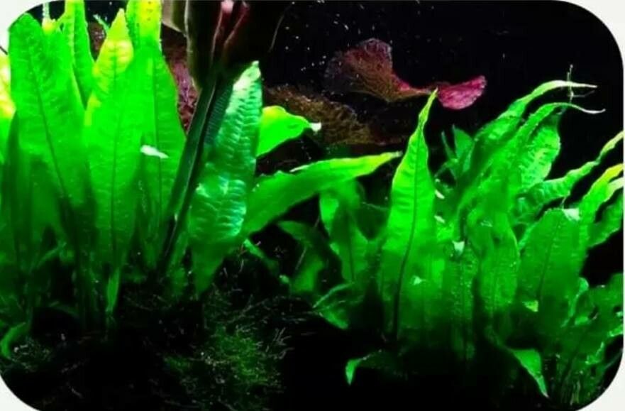 Microsorum pteropus leaf