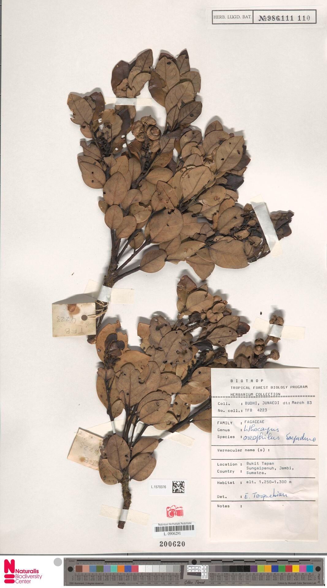 Lithocarpus monticola — houseplant care guide