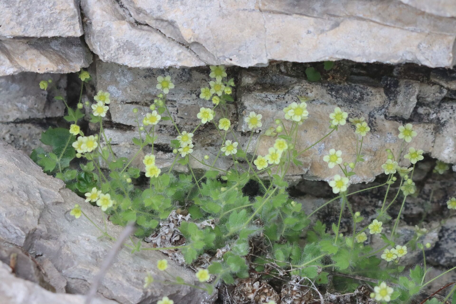 Saxifraga arachnoidea leaf