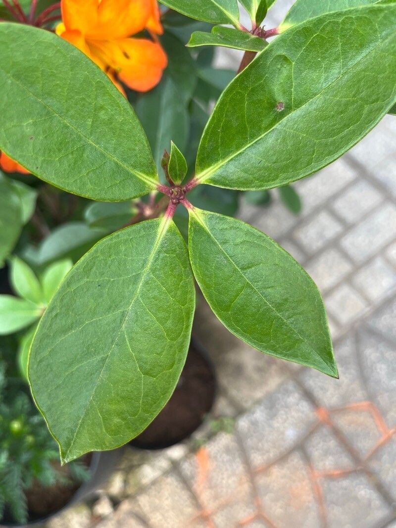 Rhododendron laetum leaf