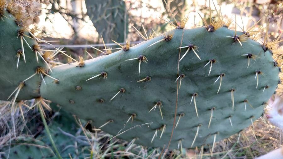 Opuntia engelmannii leaf