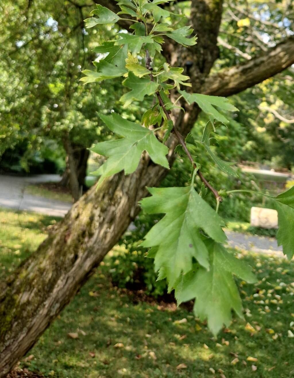 Crataegus turkestanica — search result for 'Crataegus'