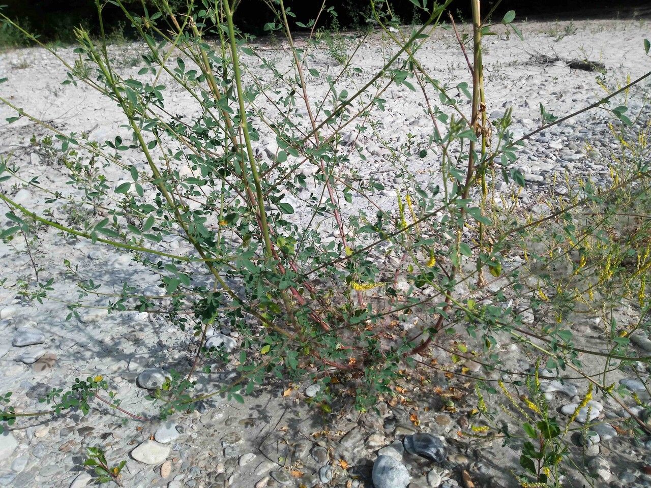 Melilotus elegans habit
