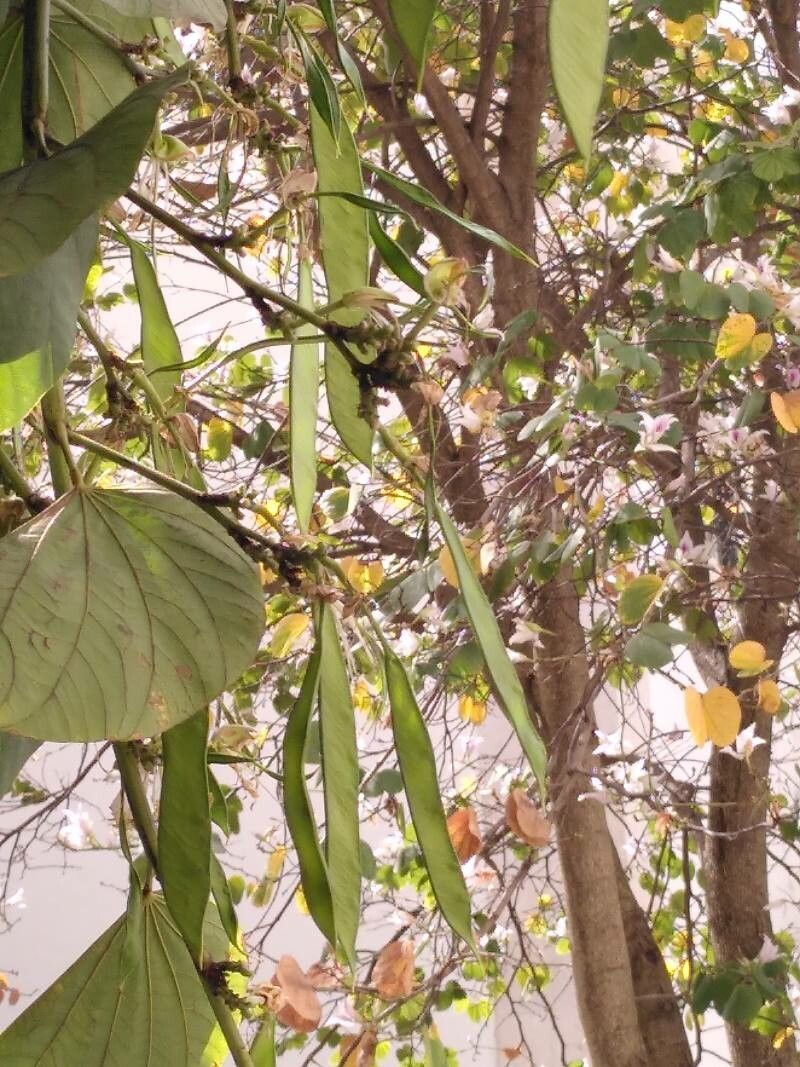 Bauhinia acuminata fruit