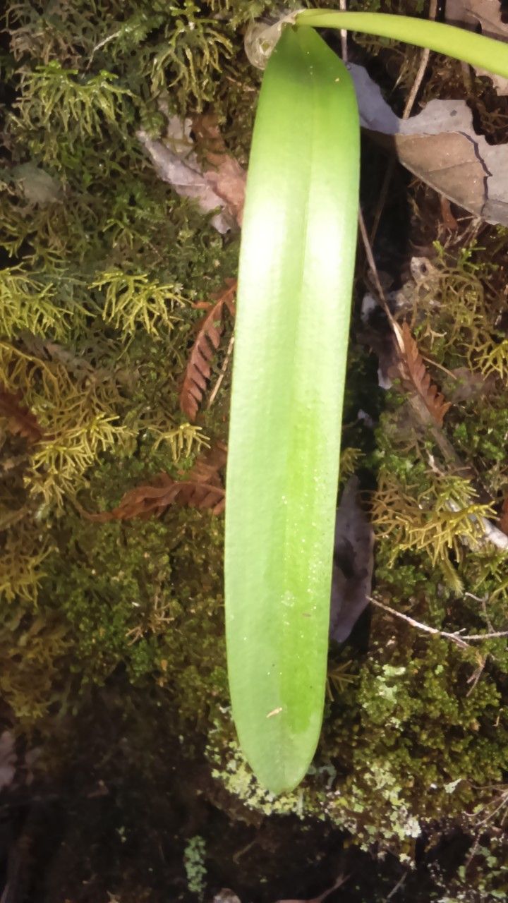 Bulbophyllum comorianum — houseplant care guide