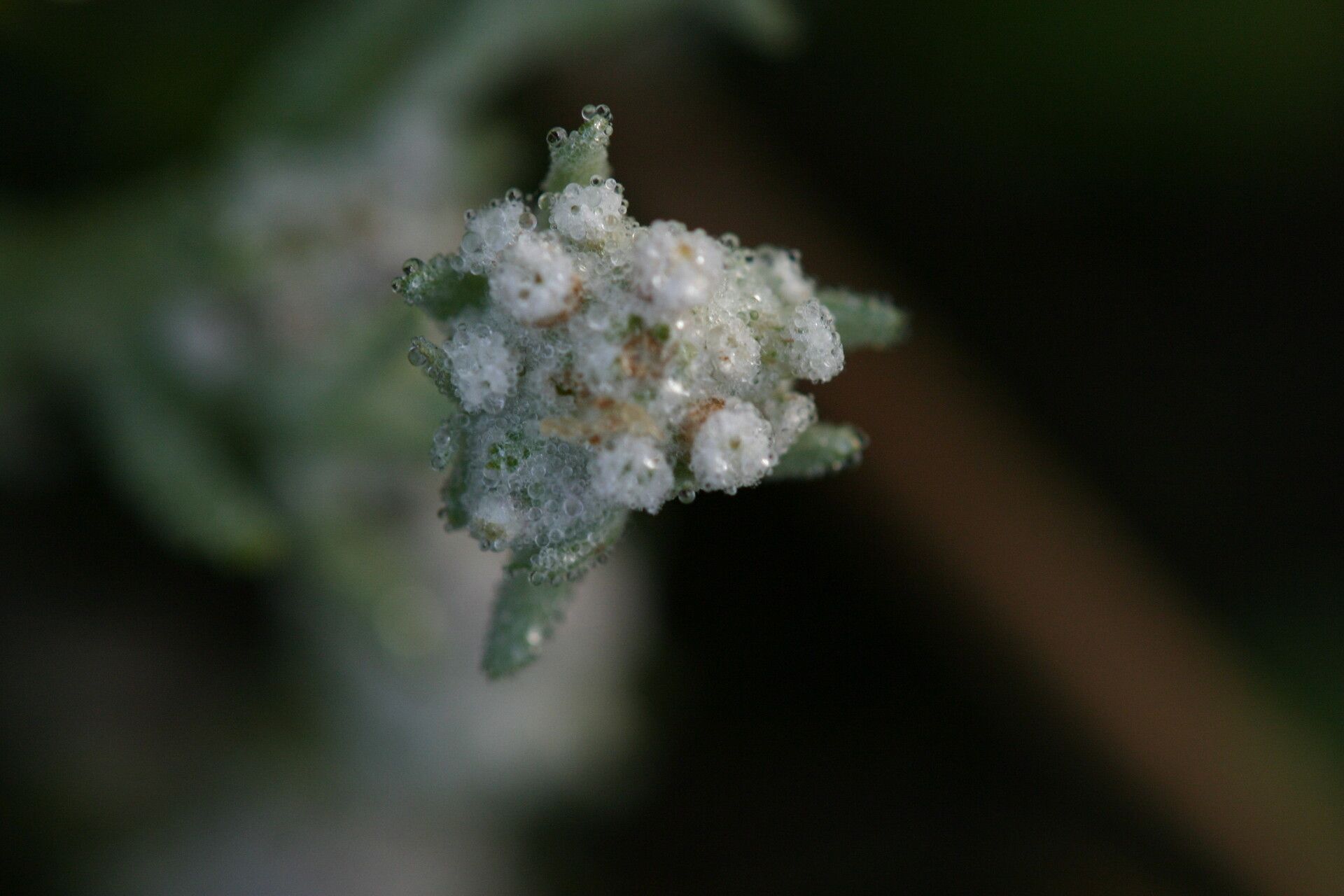 Diaperia verna — search result for 'Alabama'