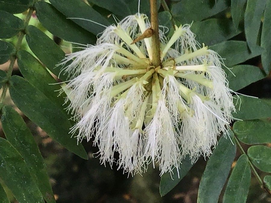 Cojoba graciliflora flower
