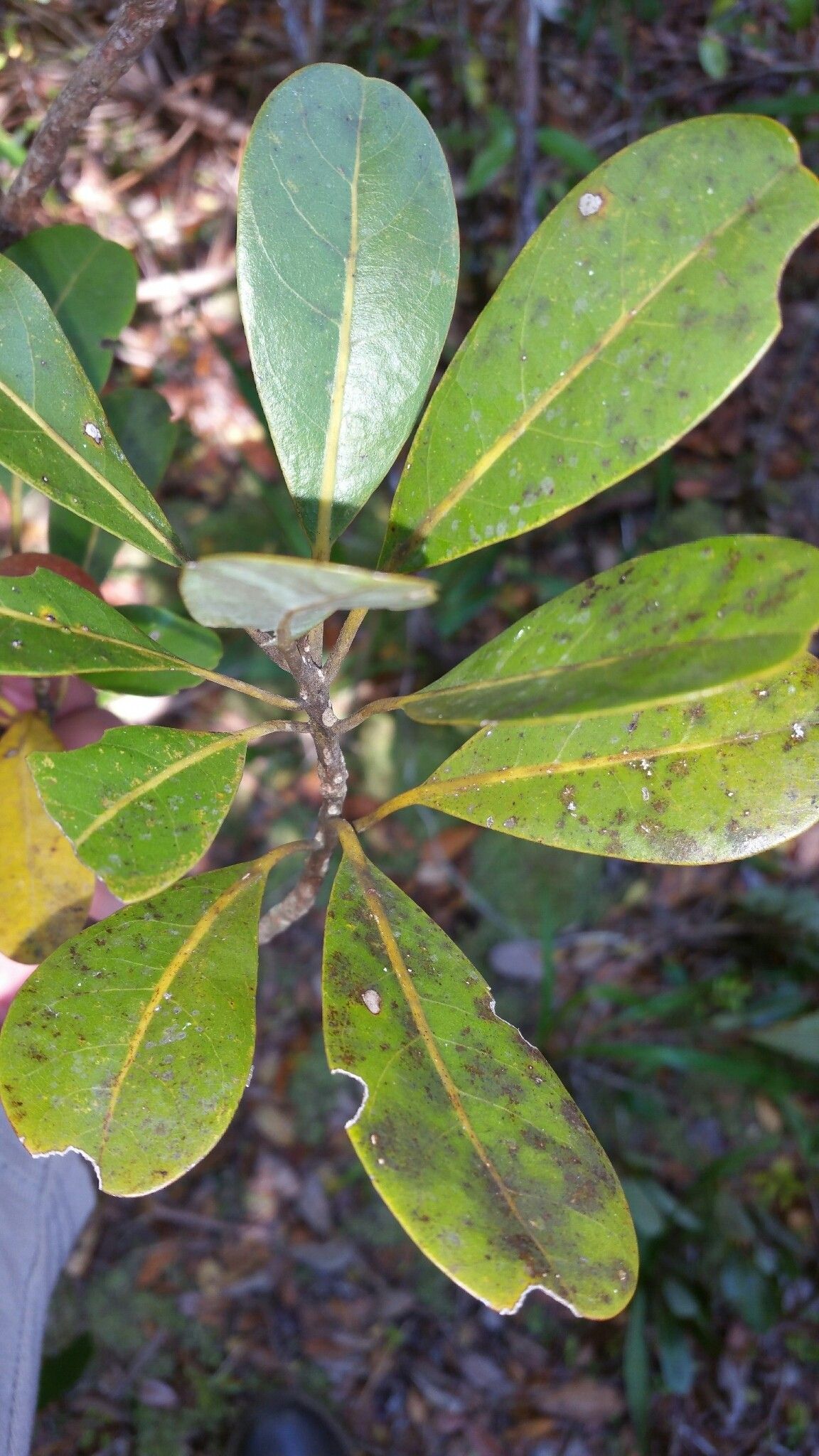 Beilschmiedia madagascariensis — houseplant care guide