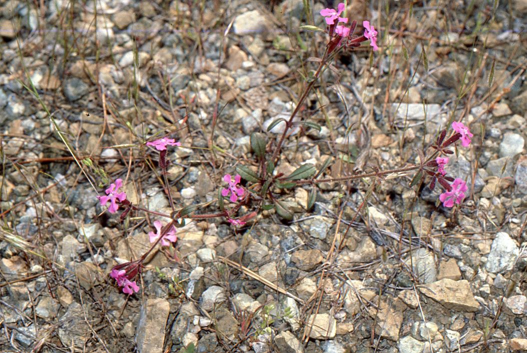 Saponaria calabrica habit