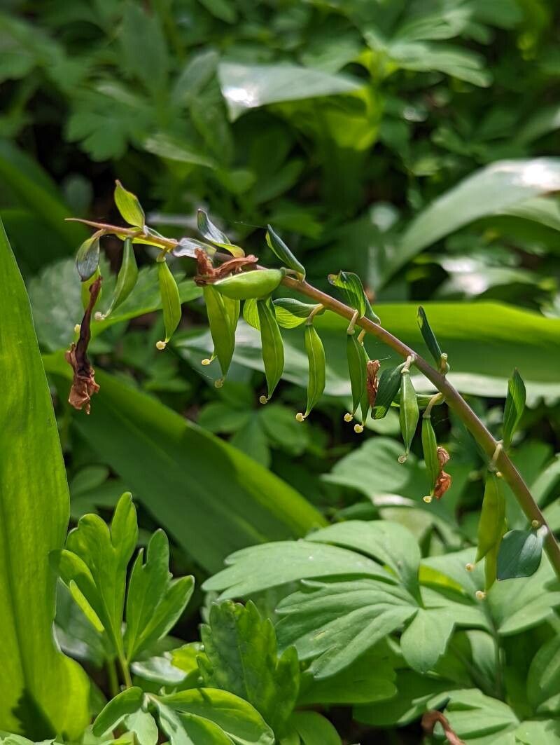 Corydalis cava fruit