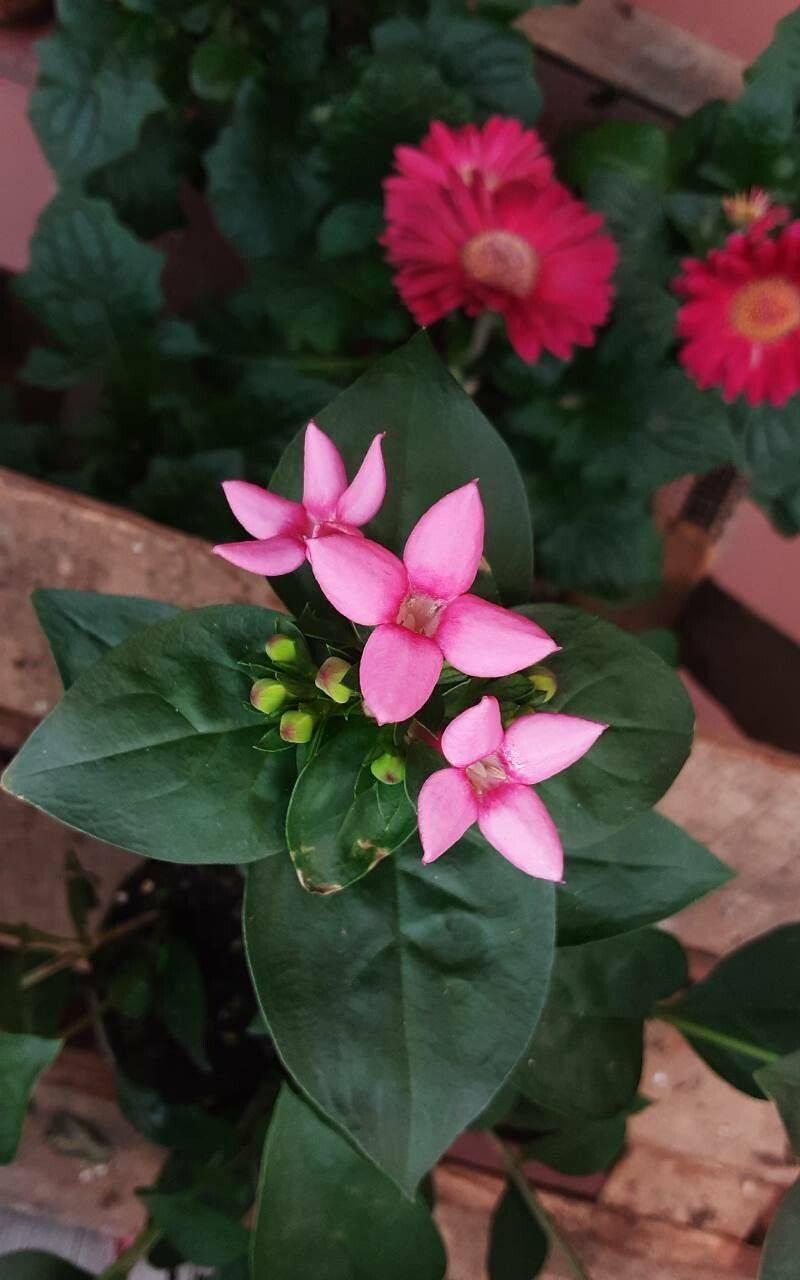 Bouvardia nivea — houseplant care guide