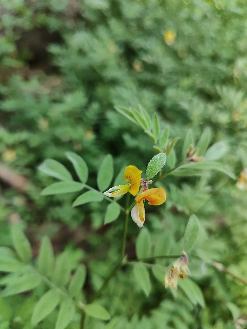 Hosackia oblongifolia flower