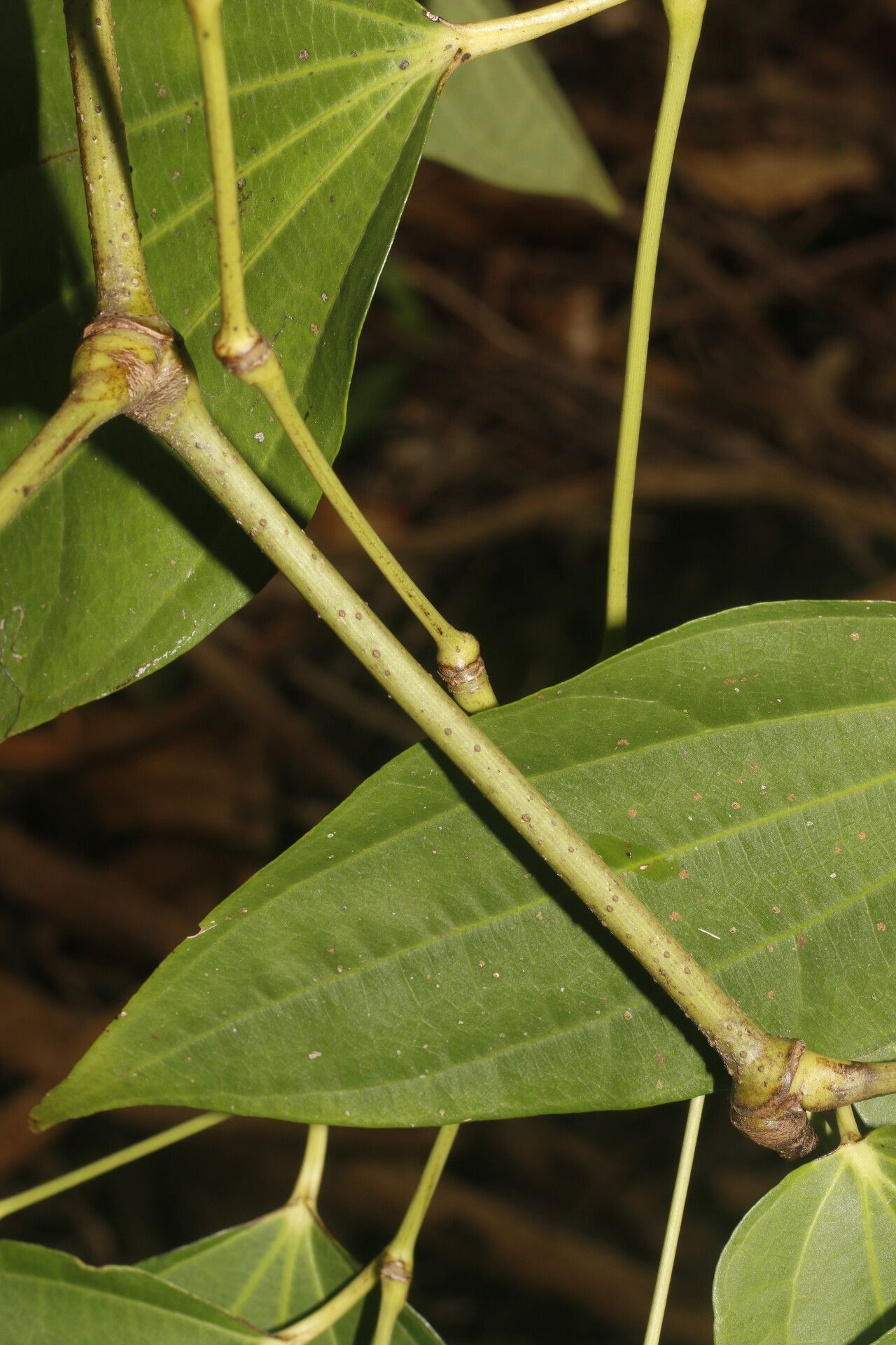 Piper dissimulans leaf