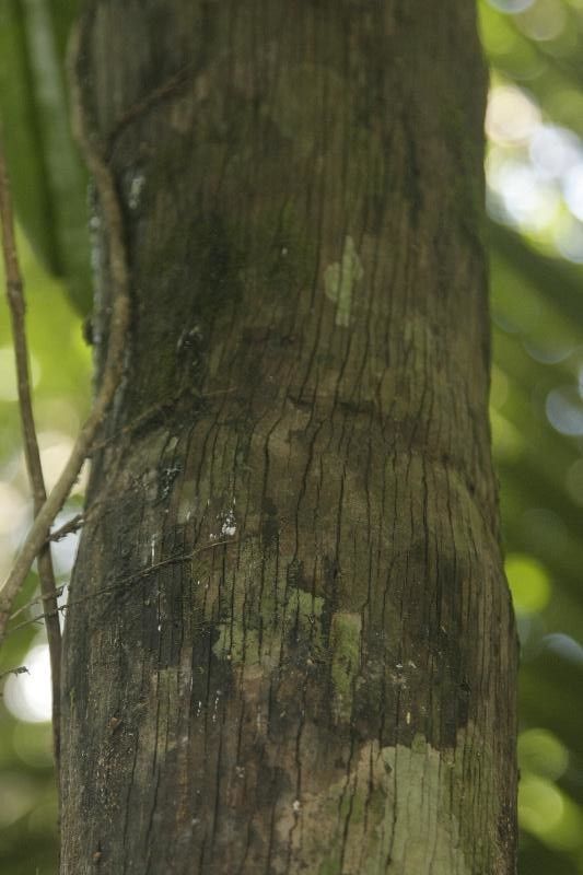 Aspidosperma desmanthum bark