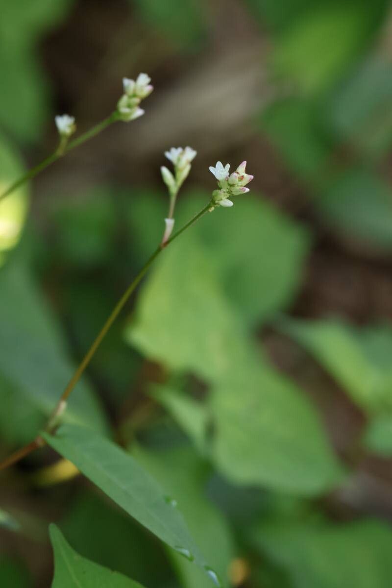Persicaria muricata flower