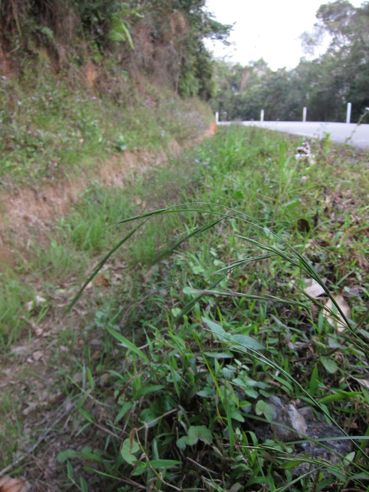 Brachypodium perrieri habit