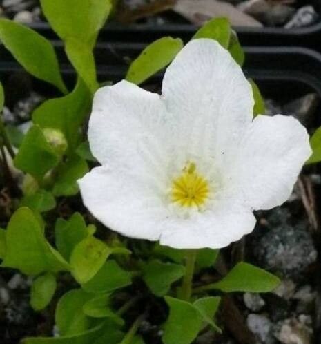 Nierembergia repens — houseplant care guide