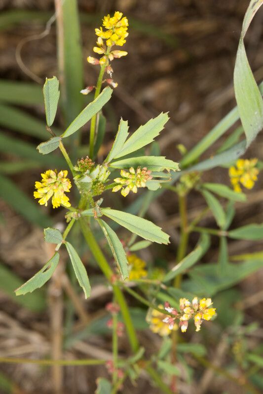 Melilotus spicatus — search result for 'Melilotus'