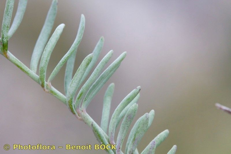 Linaria saturejoides other