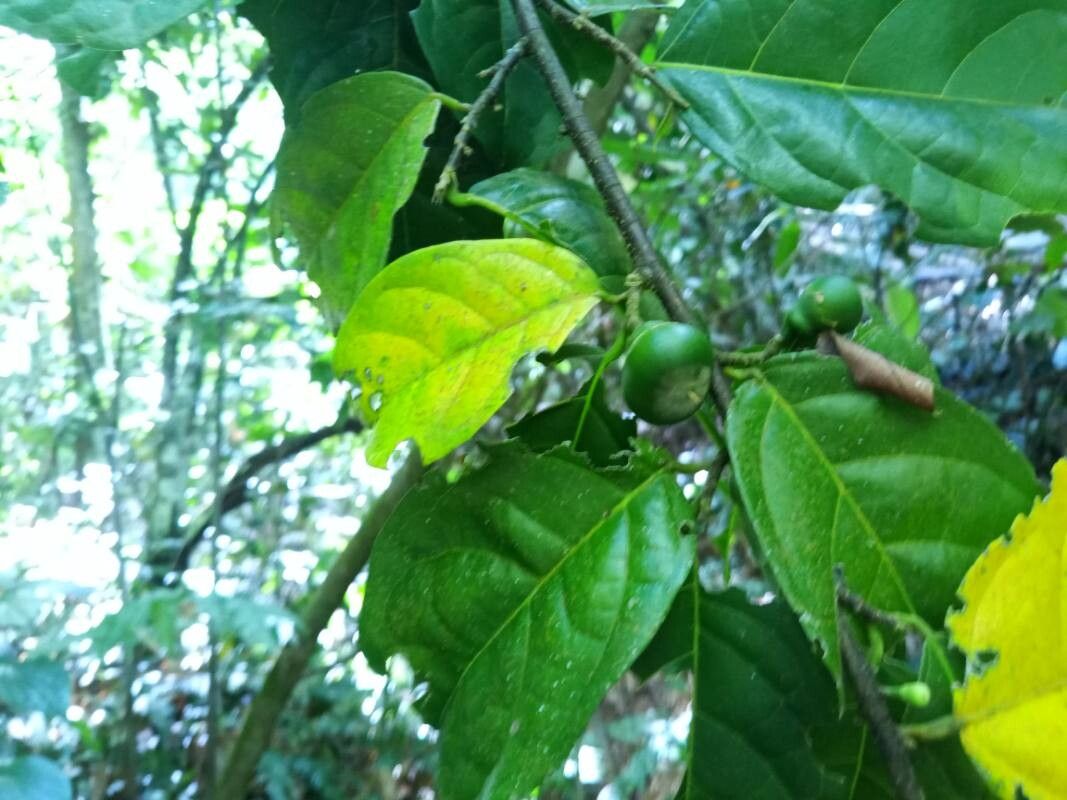 Quararibea turbinata fruit