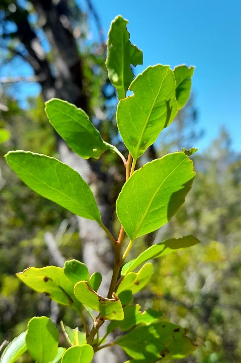 Schinus patagonica — search result for 'Schinus'