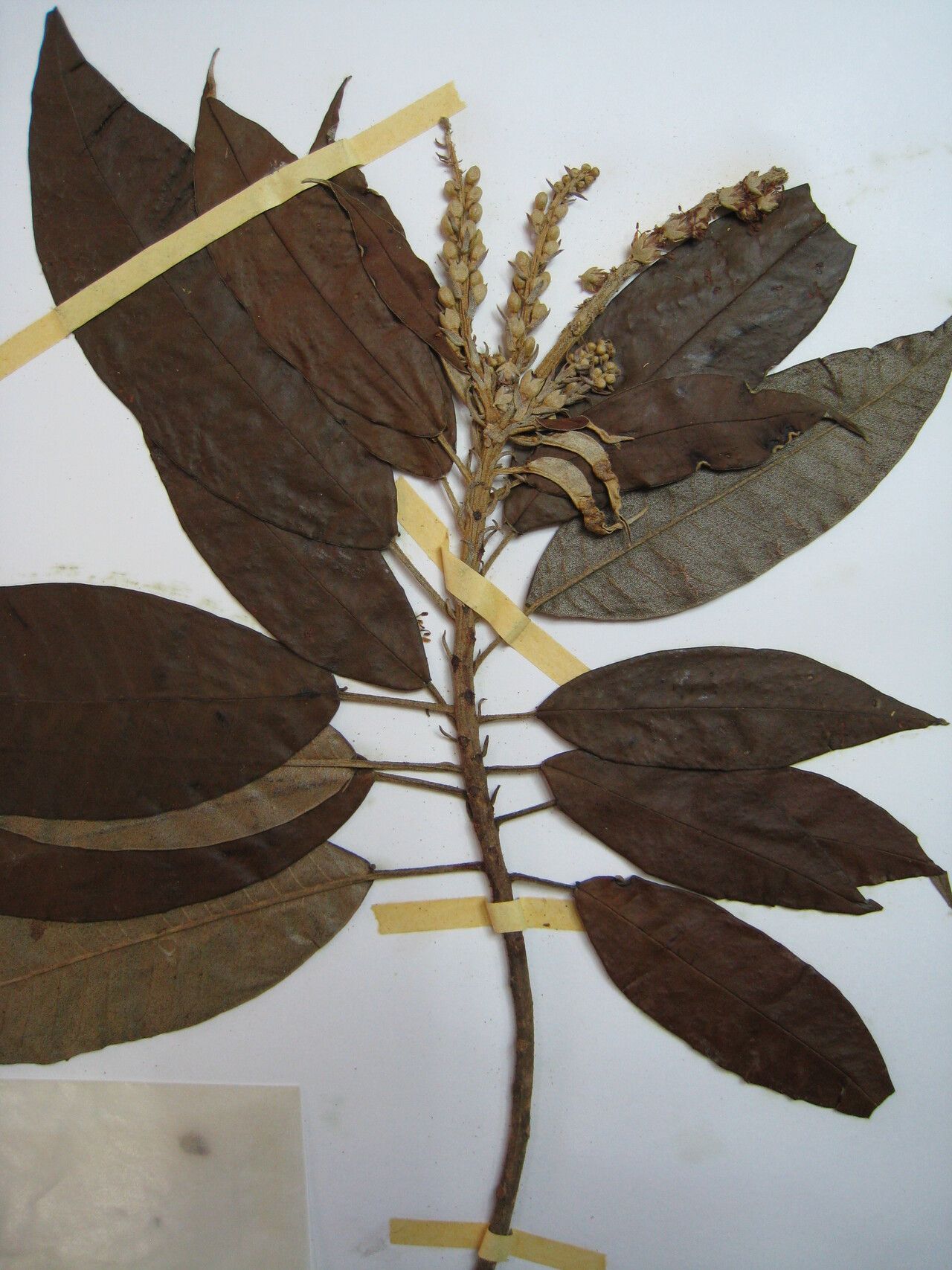 Croton matourensis — houseplant care guide