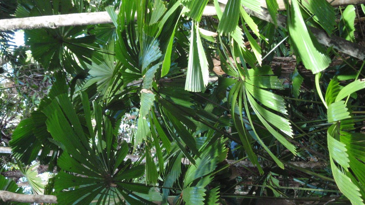 Licuala ramsayi — search result for 'Arecaceae'