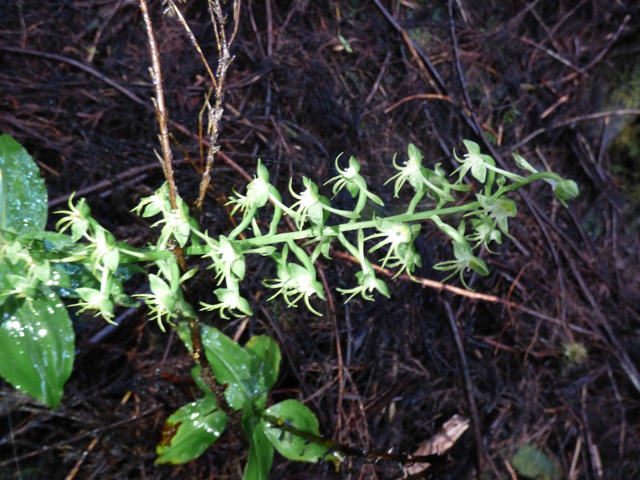 Habenaria sigillum flower