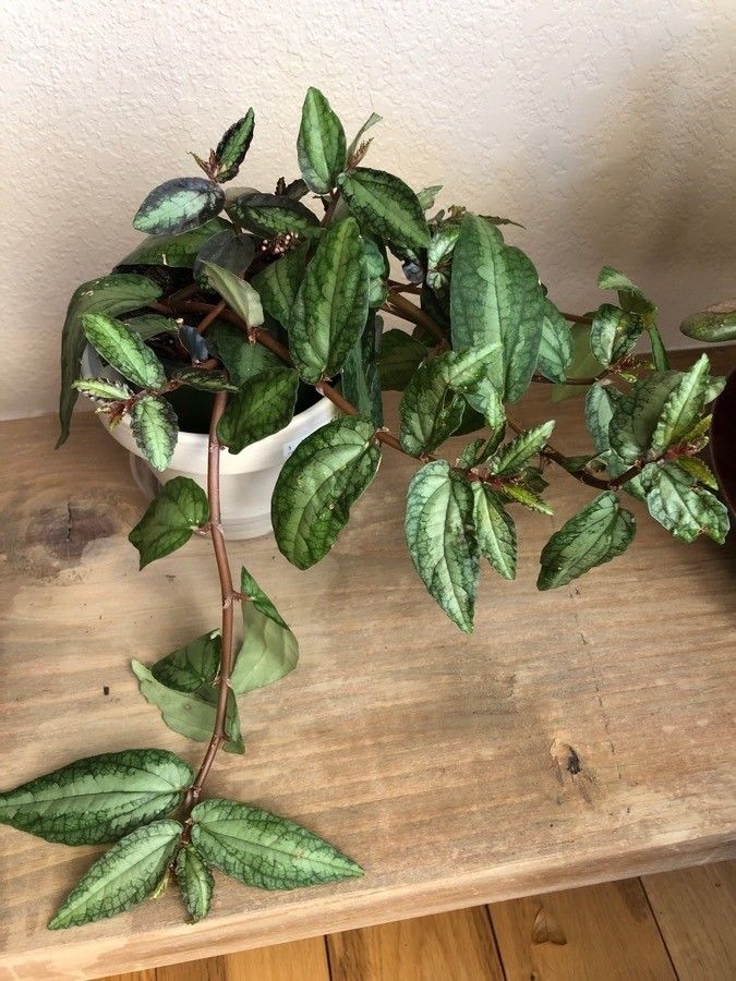 Pellionia repens leaf