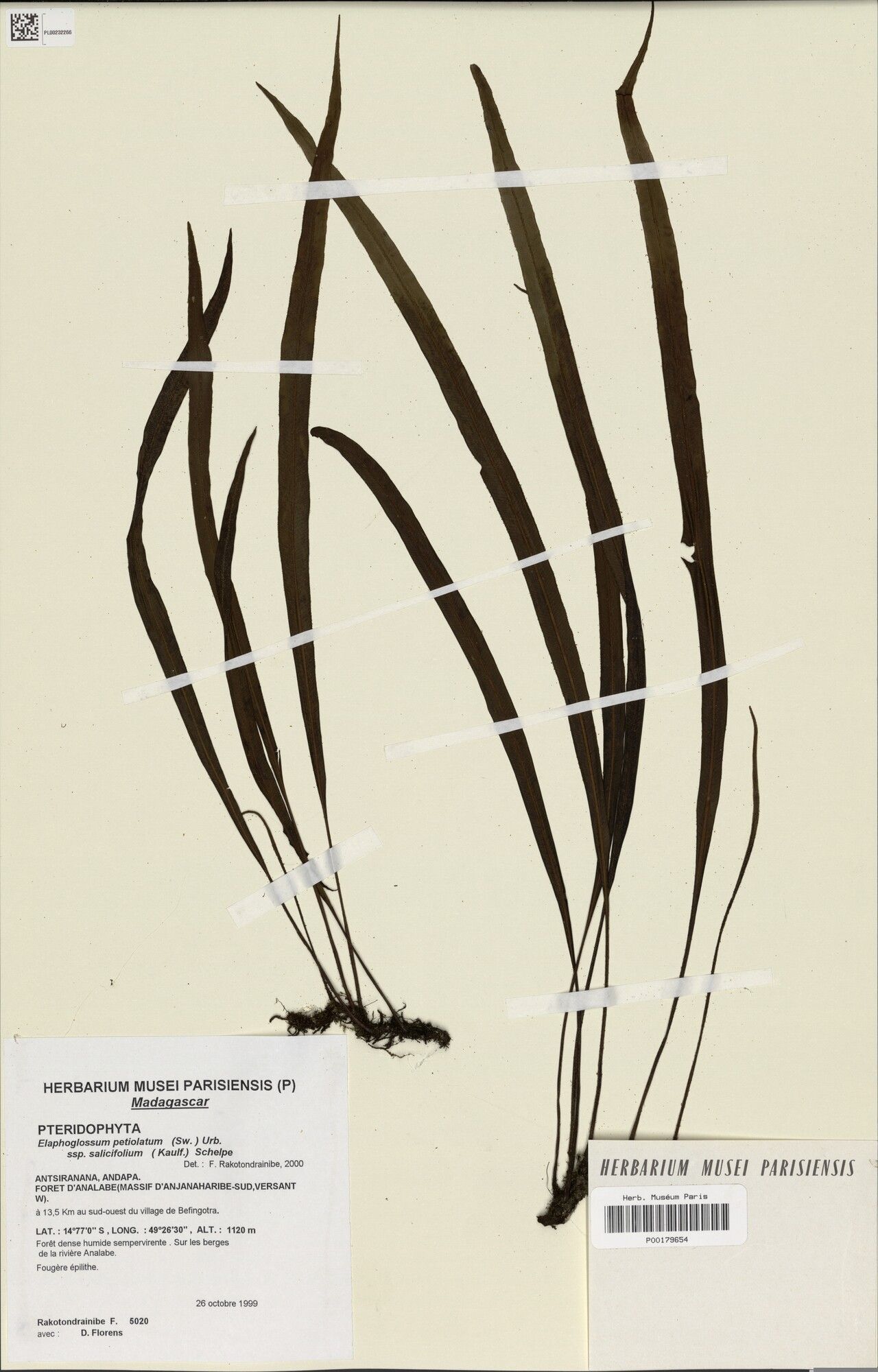 Elaphoglossum anjanaharibense — houseplant care guide