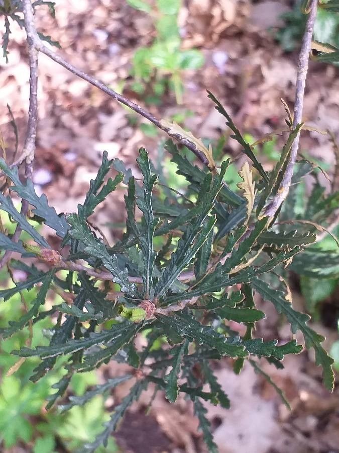 Pittosporum patulum — search result for 'Pittosporum'