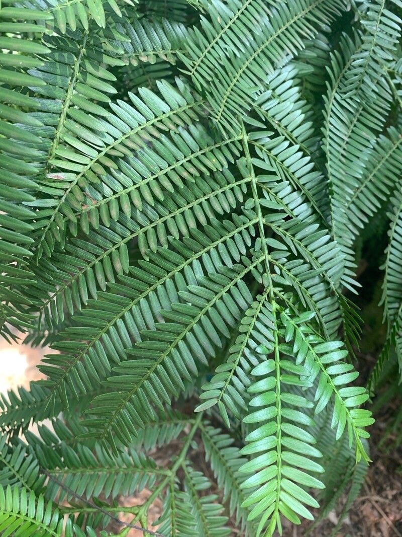 Retrophyllum piresii — related species from the same genus