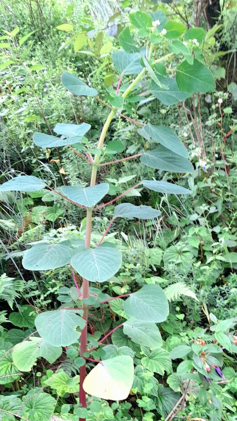 Colignonia glomerata habit