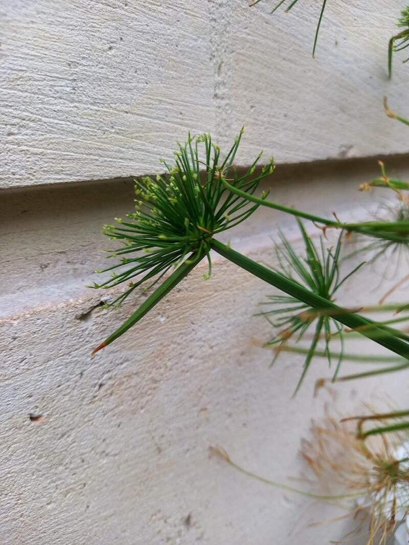 Cyperus haspan flower